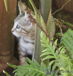 Foto №2 zu Ankündigung № 144480 zu verkaufen bengal katzenrasse - einkaufen Österreich züchter
