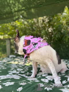 Foto №2 zu Ankündigung № 151726 zu verkaufen französische bulldogge - einkaufen Großbritannien quotient 	ankündigung