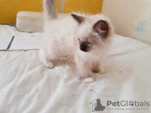 Foto №1. ragdoll-katze - zum Verkauf in der Stadt London | verhandelt | Ankündigung № 123513