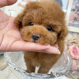 Foto №3. Herzlichen Glückwunsch, ihr kontaktiert WhatsApp Business unter 447450021323. Finnland