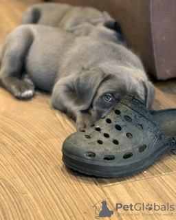 Foto №1. cane corso italiano - zum Verkauf in der Stadt Iowa City | 379€ | Ankündigung № 111395