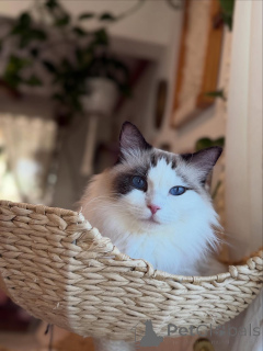 Foto №2 zu Ankündigung № 157462 zu verkaufen ragdoll-katze - einkaufen Irland quotient 	ankündigung