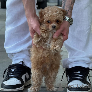 Foto №4. Ich werde verkaufen malteser in der Stadt Coire. quotient 	ankündigung - preis - verhandelt