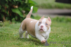 Foto №2 zu Ankündigung № 137871 zu verkaufen american bully - einkaufen USA quotient 	ankündigung