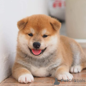 Foto №1. shiba - zum Verkauf in der Stadt Jönköping | 1000€ | Ankündigung № 168384