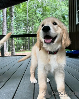 Foto №2 zu Ankündigung № 120382 zu verkaufen golden retriever - einkaufen Deutschland quotient 	ankündigung