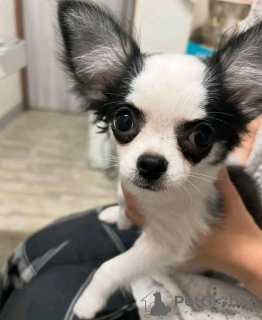 Foto №4. Ich werde verkaufen chihuahua in der Stadt Ohio. züchter - preis - verhandelt