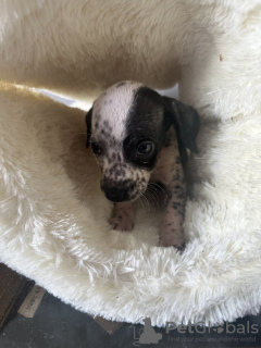 Foto №4. Ich werde verkaufen dalmatiner in der Stadt Nürnberg. quotient 	ankündigung - preis - 550€