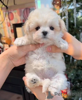 Foto №1. maltipu - zum Verkauf in der Stadt New York | 872€ | Ankündigung № 162474