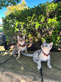 Foto №1. bengal katzenrasse - zum Verkauf in der Stadt München | 750€ | Ankündigung № 152540