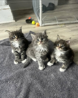 Foto №1. maine-coon-katze - zum Verkauf in der Stadt Germersheim | 350€ | Ankündigung № 149161