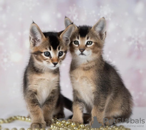 Zusätzliche Fotos: Caracat- und Savannah-Kätzchen