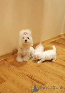 Foto №2 zu Ankündigung № 164884 zu verkaufen  - einkaufen Belgien quotient 	ankündigung, züchter