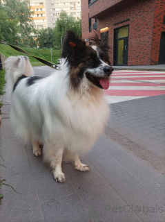 Foto №1.  - zum Verkauf in der Stadt Balashikha | Frei | Ankündigung № 148665