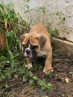 Zusätzliche Fotos: Englische Bulldogge