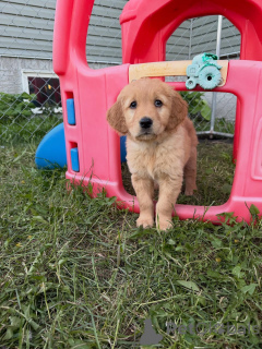 Foto №2 zu Ankündigung № 163585 zu verkaufen golden retriever - einkaufen Deutschland züchter