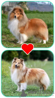 Foto №2 zu Ankündigung № 122734 zu verkaufen shetland sheepdog - einkaufen Litauen züchter