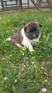 Foto №3. Ich werde charmante Babys der Rasse American Akita verkaufen.. Weißrussland