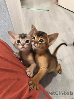 Foto №1. abessinierkatze - zum Verkauf in der Stadt De haan | 450€ | Ankündigung № 176764