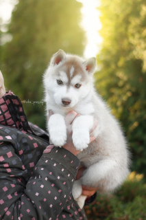 Foto №3. Elite Chocolate Siberian Husky Puppies von Herstellern mit dem Titel. Russische Föderation