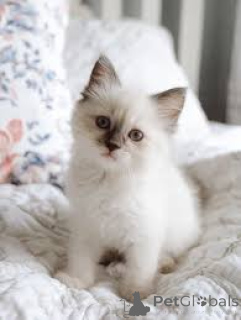 Foto №2 zu Ankündigung № 165918 zu verkaufen sibirische katze - einkaufen Frankreich quotient 	ankündigung, züchter