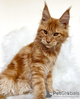 Foto №4. Ich werde verkaufen maine-coon-katze in der Stadt Colorado Springs. züchter - preis - 284€