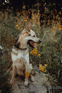 Zusätzliche Fotos: Hundeherr sucht ein Haus