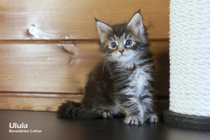 Foto №4. Ich werde verkaufen maine-coon-katze in der Stadt Minsk. vom kindergarten - preis - 288€