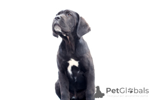 Foto №1. cane corso italiano - zum Verkauf in der Stadt Buzău | 2000€ | Ankündigung № 140487