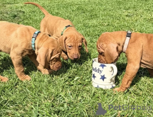 Foto №1. kurzhaariger ungarischer vorstehhund - zum Verkauf in der Stadt Leipzig | verhandelt | Ankündigung № 170200