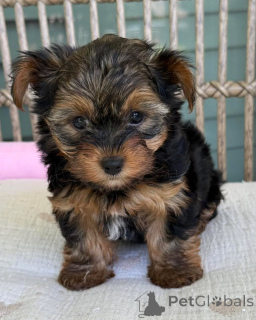 Foto №1. yorkshire terrier - zum Verkauf in der Stadt Ostrava | verhandelt | Ankündigung № 169346