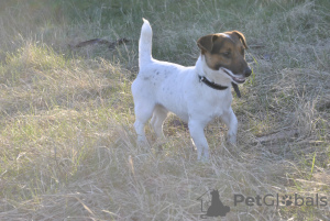 Foto №3. Jack Russell Terrier Welpen zu verkaufen. Ukraine