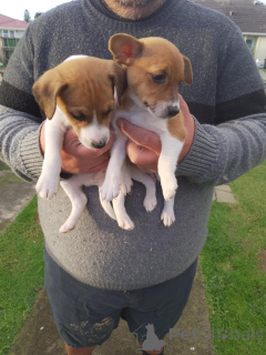 Foto №2 zu Ankündigung № 144457 zu verkaufen jack russell terrier - einkaufen Österreich züchter