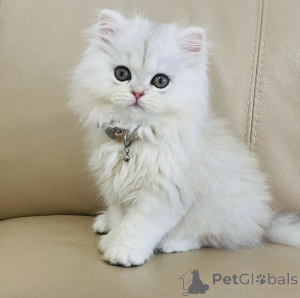 Foto №1.  - zum Verkauf in der Stadt Mailand | Frei | Ankündigung № 162280