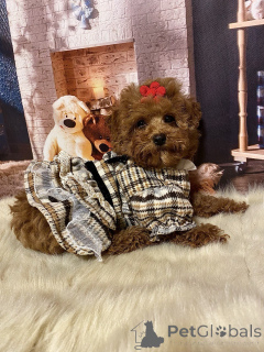 Foto №3. Maltipa ist ein wundervolles Mädchen. Deutschland