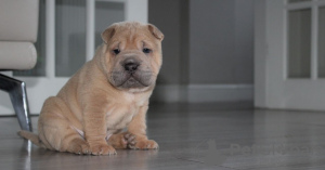 Foto №4. Ich werde verkaufen shar-pei in der Stadt Москва. quotient 	ankündigung - preis - 300€