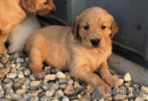 Foto №3. Golden Retrievers Puppies for sale. Deutschland