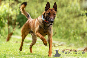 Foto №3. Der hübsche ANZOR sucht nach einem Haus.. Russische Föderation