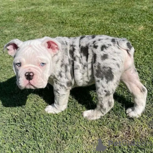 Foto №1. englische bulldogge - zum Verkauf in der Stadt Paris | verhandelt | Ankündigung № 71039