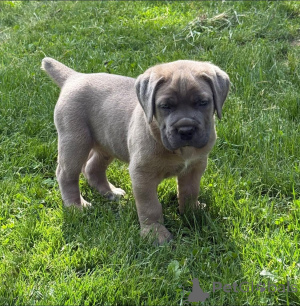 Foto №1. cane corso italiano - zum Verkauf in der Stadt Aalborg | 650€ | Ankündigung № 173399