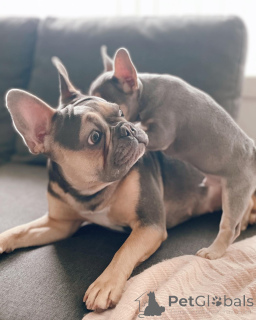 Foto №2 zu Ankündigung № 153743 zu verkaufen französische bulldogge - einkaufen Deutschland züchter