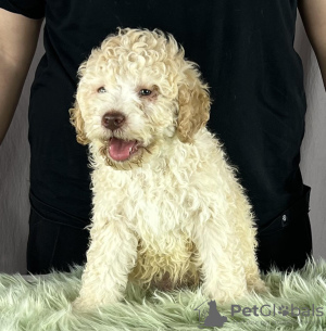 Zusätzliche Fotos: Lagotto Romagnolo WUNDERSCHÖNE Welpen