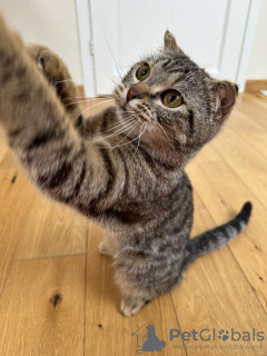 Zusätzliche Fotos: Lieber Kater Sniff ist bei uns in guten Händen.