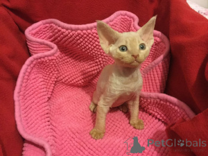 Foto №2 zu Ankündigung № 171564 zu verkaufen devon rex - einkaufen Finnland quotient 	ankündigung, züchter