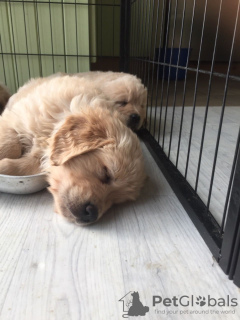 Zusätzliche Fotos: Gesunde, intelligente Golden Retriever-Welpen jetzt zum Verkauf