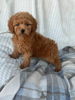 Foto №1. pudel (toy) - zum Verkauf in der Stadt Helsinki | 500€ | Ankündigung № 165677