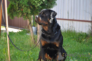 Foto №3. Rottweiler-Welpen. Weißrussland