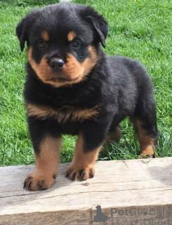 Foto №1. rottweiler - zum Verkauf in der Stadt Almer | verhandelt | Ankündigung № 168419