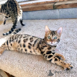 Foto №3. Schöne bengalische Katze. Katar