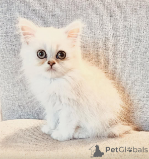 Foto №1.  - zum Verkauf in der Stadt Toronto | Frei | Ankündigung № 162002